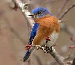 Bluebird Photo: Jane Ogilvie