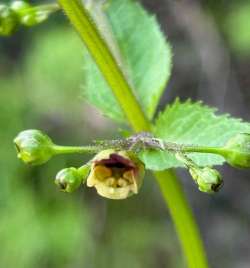 Figwort Photo: Noreen Cooper