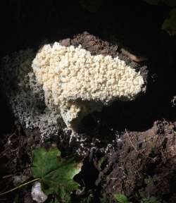 Dog sick slime mold Photo: Sharon Bombard