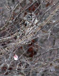 Owl and redpoll Photo: Tim Larsen