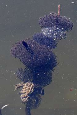 Frog laying eggs Photo: Peter Hollinger