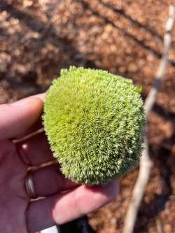 Pincushion moss Photo: Harry Gornto