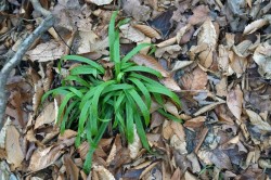 Plantain leaf sedge Photo: Judy Sweet