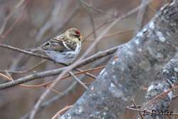 Redpoll Photo: Eric D'Aleo