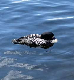 Loon Photo: Nancy Kluck