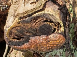 Face in winter roots Photo: Susan E. March