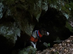 Cave Creature Photo: Tig Tillinghast