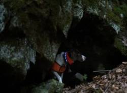 Cave Creature Photo: Tig Tillinghast