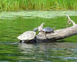 Turtles Photo: Sheri Larsen