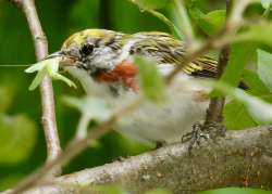 Warbler Photo: Karinne Heise