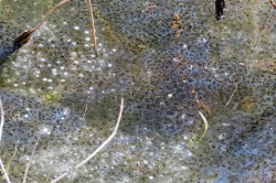Wood Frog Eggs Photo: Jennifer Edmondson