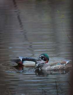 54_woodducks_Tig.jpg