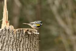 Warbler Photo: Rich Scales