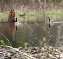 Nesting geese Photo: Paul F. Noel