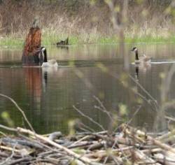 Nesting geese Photo: Paul F. Noel