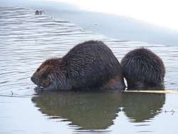 Beavers Photo: Charlie Schwarz