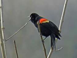 55_Red-winged_Blackbird.jpg