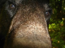 Bear Eyes Photo: Charlie Schwarz