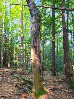 Beech in decline Photo: Stephen Fox