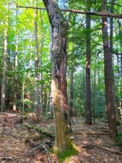 Beech in decline Photo: Stephen Fox