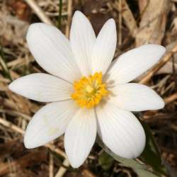 Bloodroot blossoms Photo: Ken Hatch