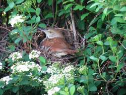 Brown thrasher Photo: Chantal Caron