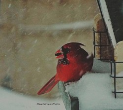 Cardinal in Storm Photo: David Gomeau
