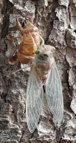 Cicadas Photo: Susan Lichty