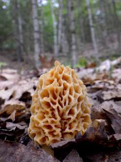 Common morel Photo: Frank Kaczmarek