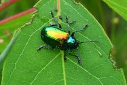 Beetle Photo: John H. Anderson