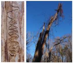 EAB damage Photo: Ross Lanius