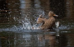 Female mallard Photo: Jackie Robidoux