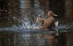 Female mallard Photo: Jackie Robidoux