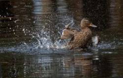 Female mallard Photo: Jackie Robidoux