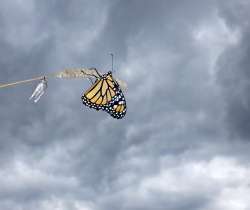 Monarch Photo: Frank Kaczmarek