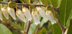 Leatherleaf Photo: Susan Lichty