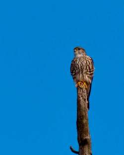 Merlin Photo: Ross Lanius