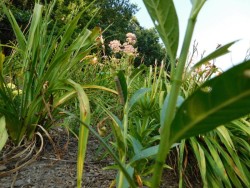 Monarch Caterpillar Milkweed Photo: Bonnie Honaberger