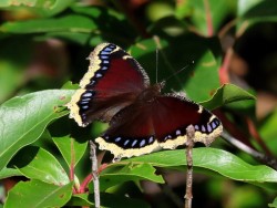 Mourning Cloak Butterfly Photo: Charlie Schwarz