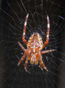 Orb weaver Photo: Frank Kaczmarek