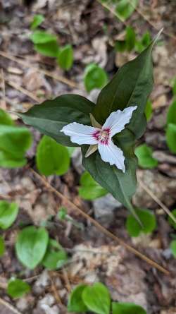 Painted trillium Photo: Phil McCole