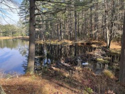 Quabbin forest Photo: Wayne Stocker