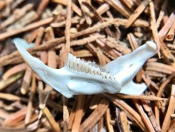 Rodent Jaw Photo: Kirk Gentalen