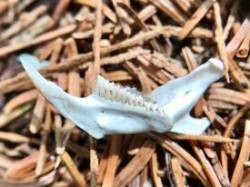 Rodent Jaw Photo: Kirk Gentalen