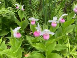 Lady slippers Photo: Richard Melloh