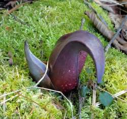 Skunk cabbage Photo: Susan E. March