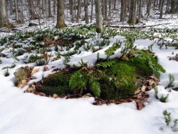 Snow Woods Photo: Sheri Larsen