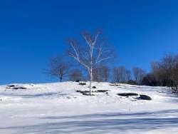 Winter birch Photo: Richard Philben