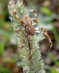 Orbweaver Photo: Frank Kaczmarek