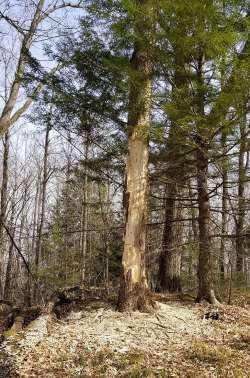 Tree on trail Photo: Mary Heide